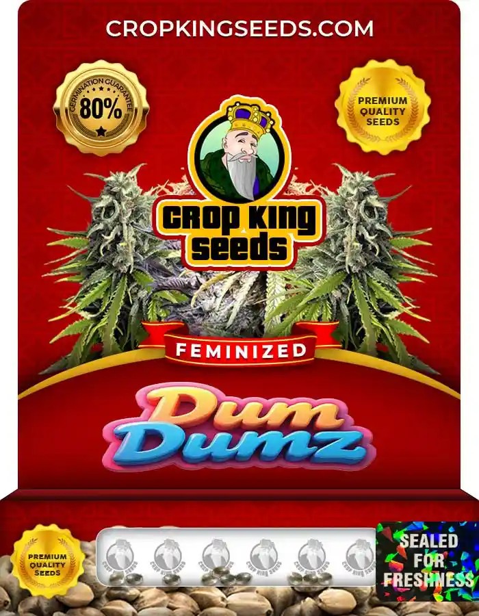 Dum Dumz Strain Feminized Marijuana Seeds