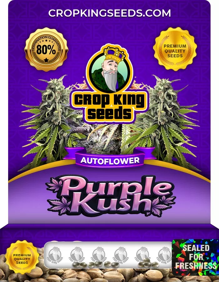 Purple Kush Autoflower Marijuana Seeds