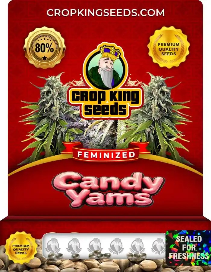Candy Yams Feminized Seeds