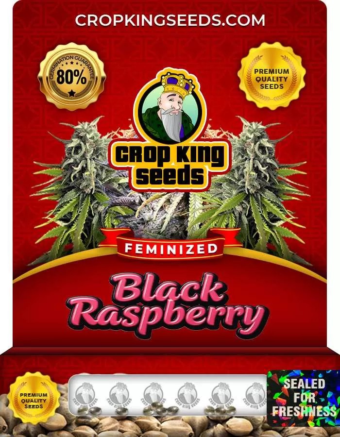 Black Raspberry Feminized Seeds