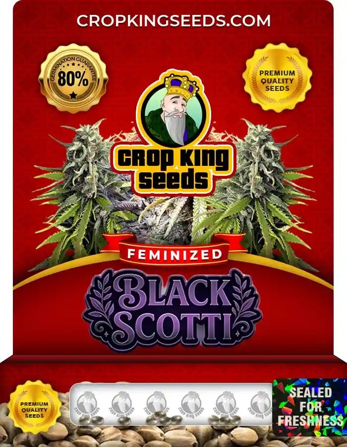 Black Scotti Strain Feminized Marijuana Seeds