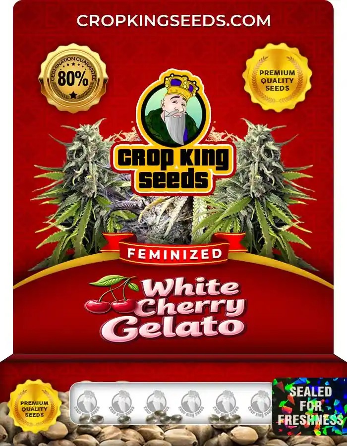 White Cherry Gelato Strain Feminized Marijuana Seeds