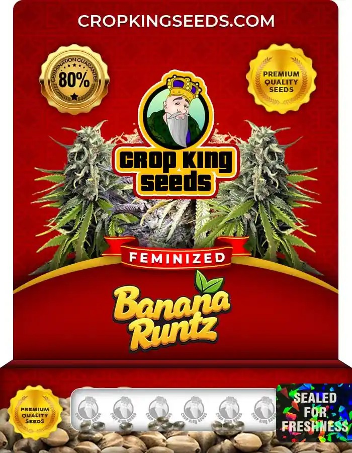Banana Runtz Strain Feminized Marijuana Seeds