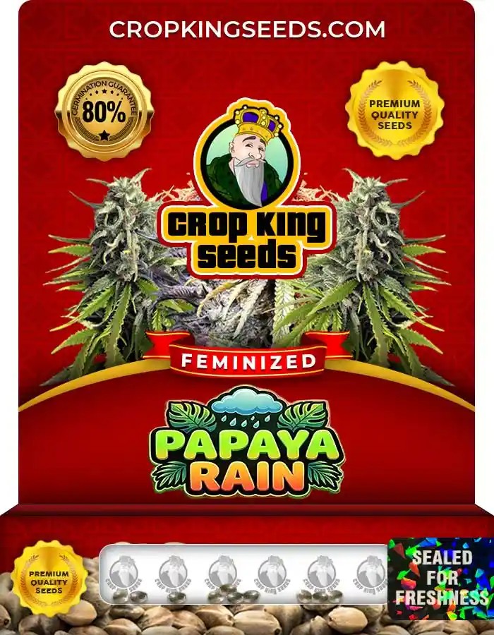 Papaya Rain Strain Feminized Seeds