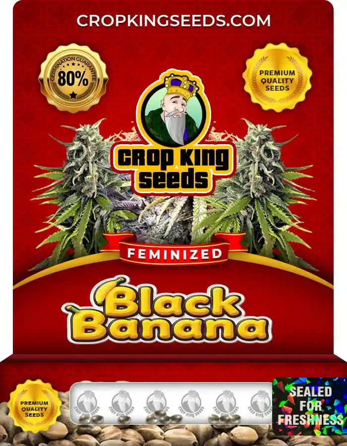 Black Banana Strain Feminized Marijuana Seeds