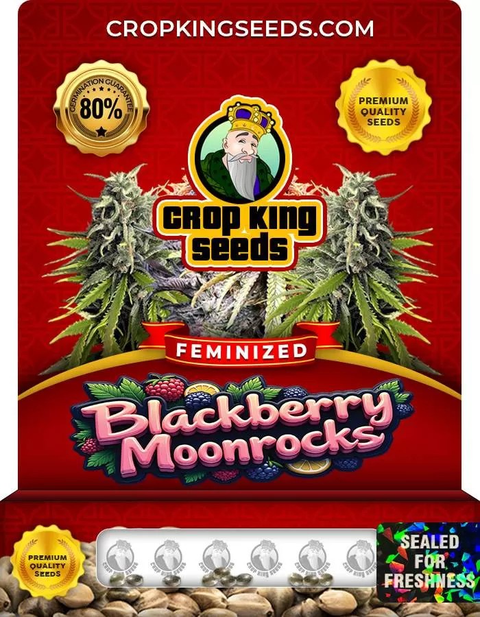 Blackberry Moonrocks Strain Feminized Marijuana Seeds