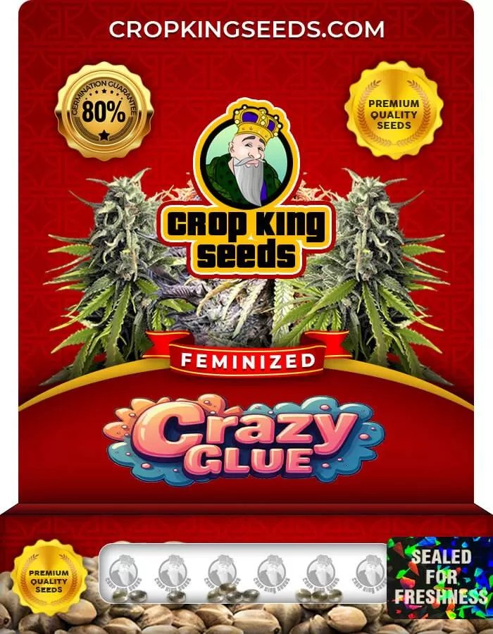 Crazy Glue Strain Feminized Marijuana Seeds