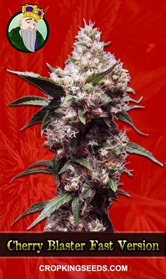 Cherry Blaster Strain Fast Version Marijuana Seeds