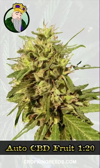 Autoflower CBD Fruit Strain (1:20) Marijuana Seeds