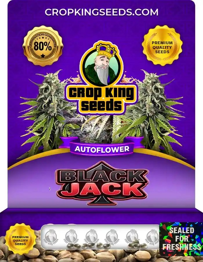 Black Jack Autoflower Seeds