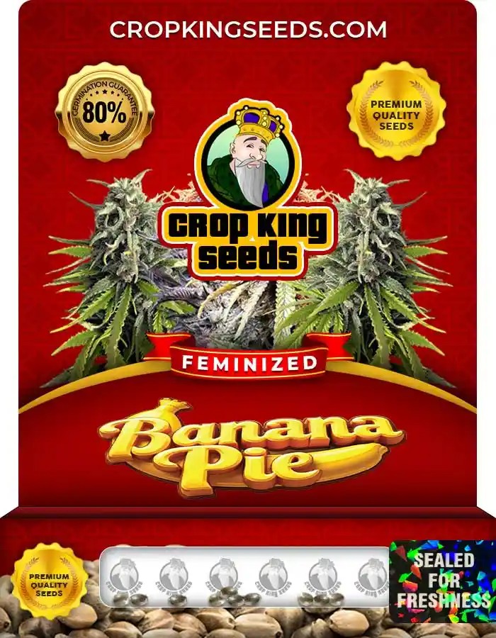 Banana Pie Strain Feminized Marijuana Seeds