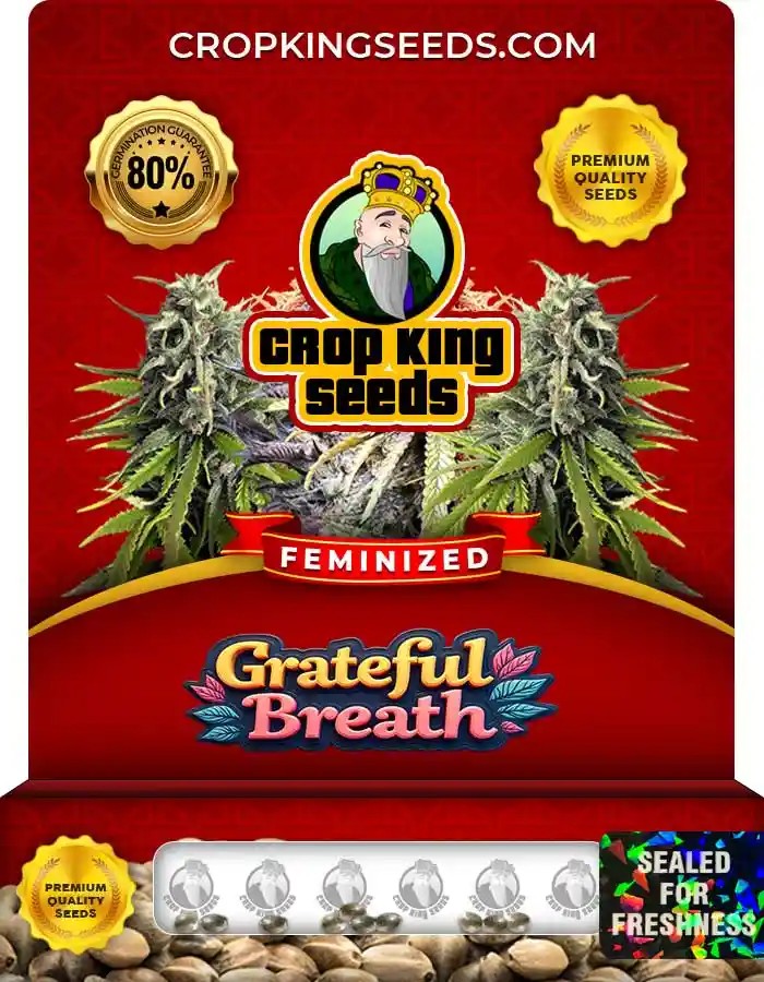 Grateful Breath Strain Feminized Marijuana Seeds