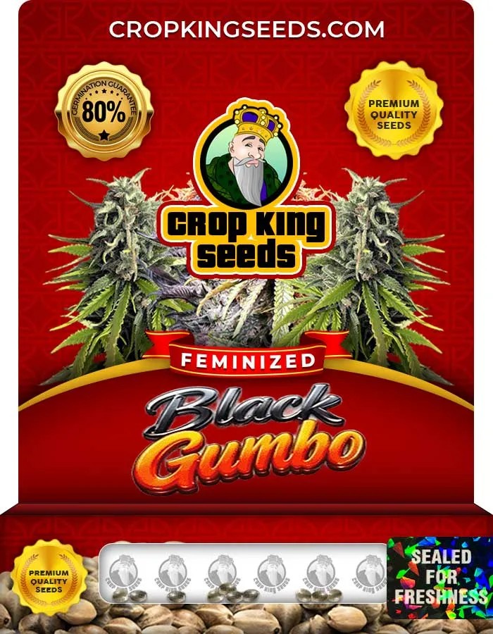 Black Gumbo Strain Feminized Seeds