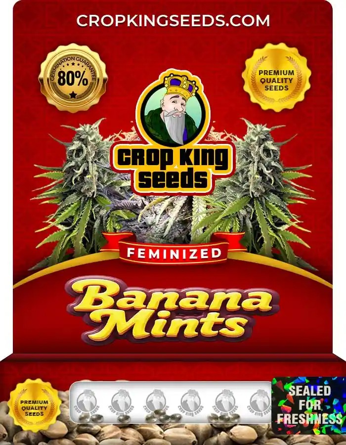 Banana Mints Feminized Seeds