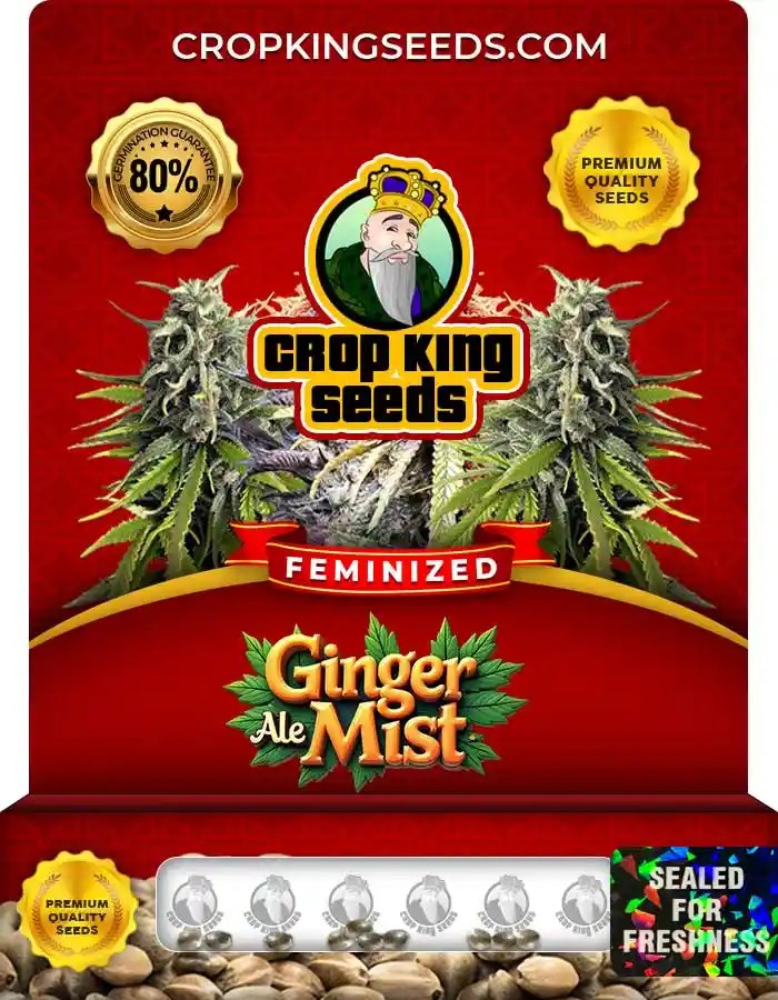 Ginger Ale Mist Strain Feminized Seeds