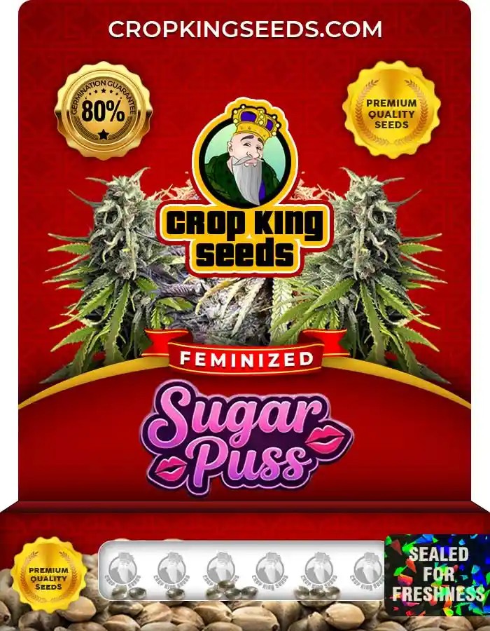 Sugar Puss Strain Feminized Marijuana Seeds