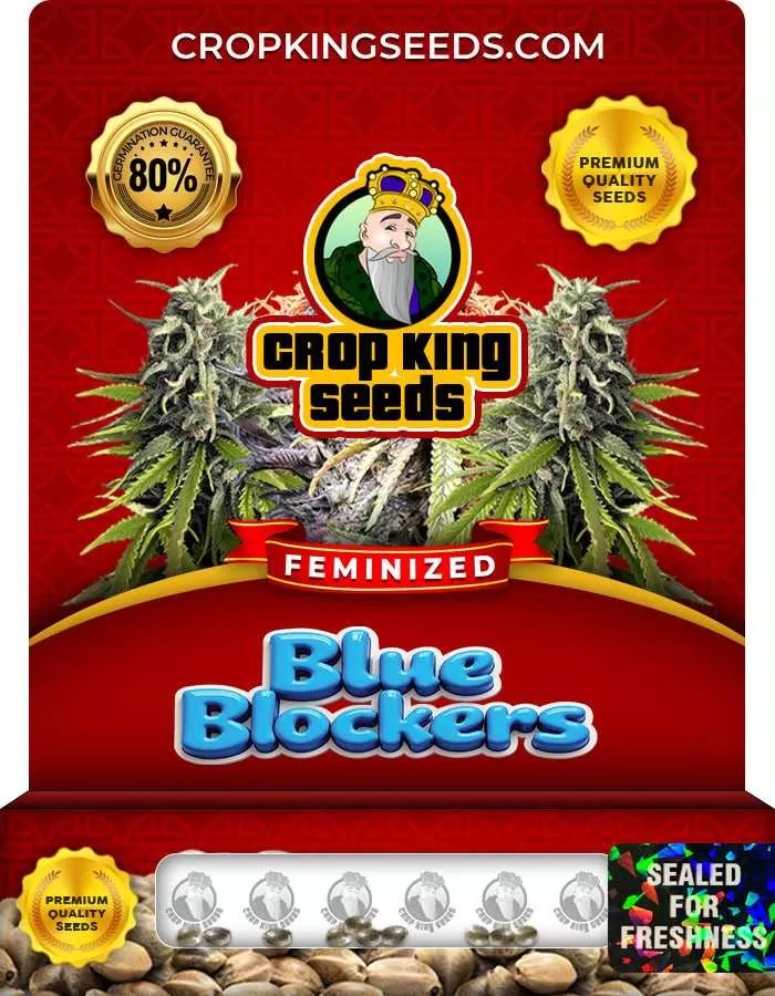 Blue Blockers Strain Feminized Marijuana Seeds