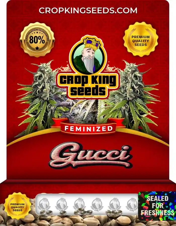 Gucci Feminized Seeds