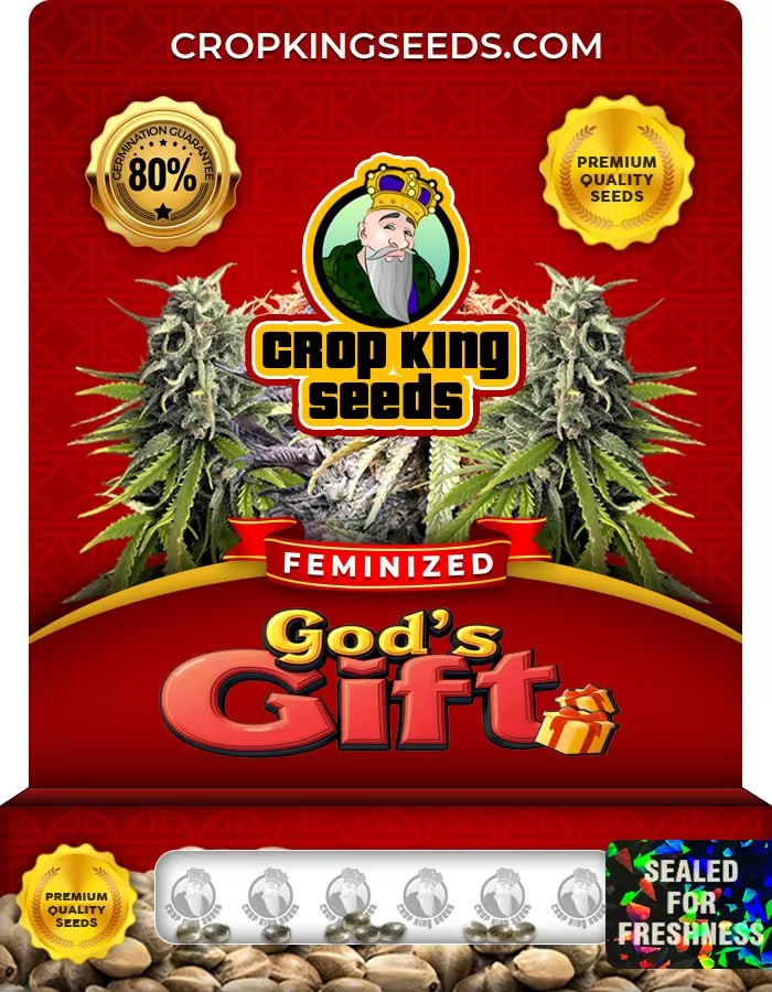 God’s Gift Feminized Marijuana Seeds