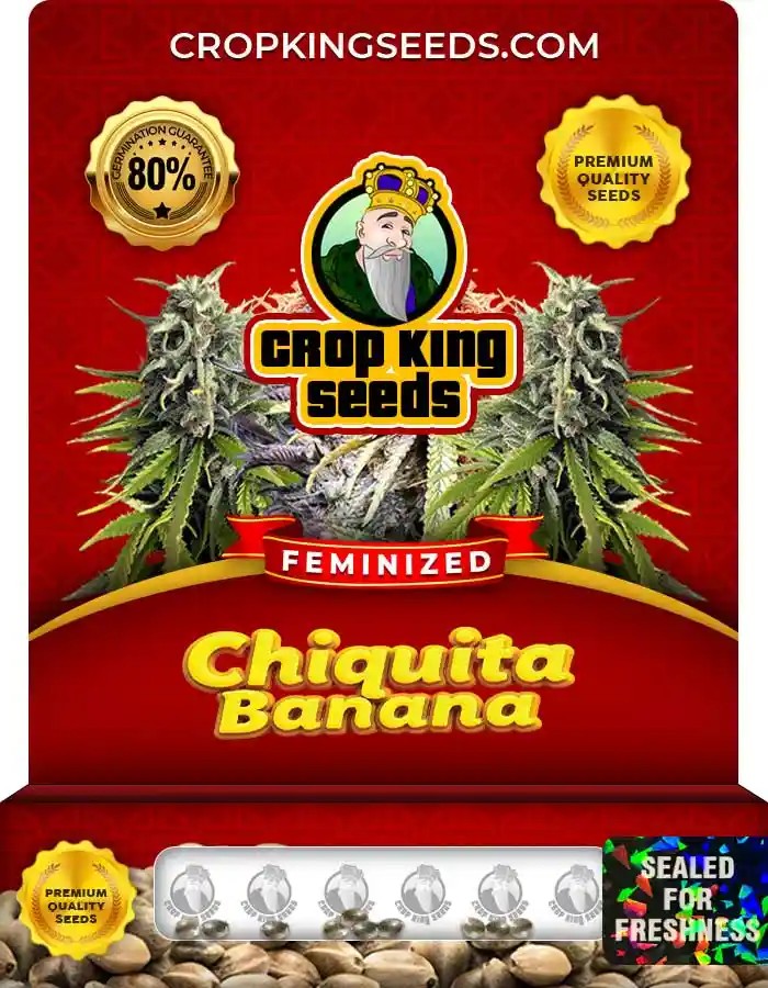 Chiquita Banana Strain Feminized Marijuana Seeds