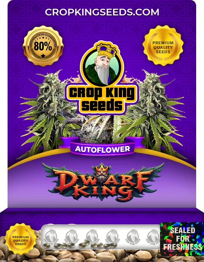 Dwarf King Autoflower Marijuana Seeds