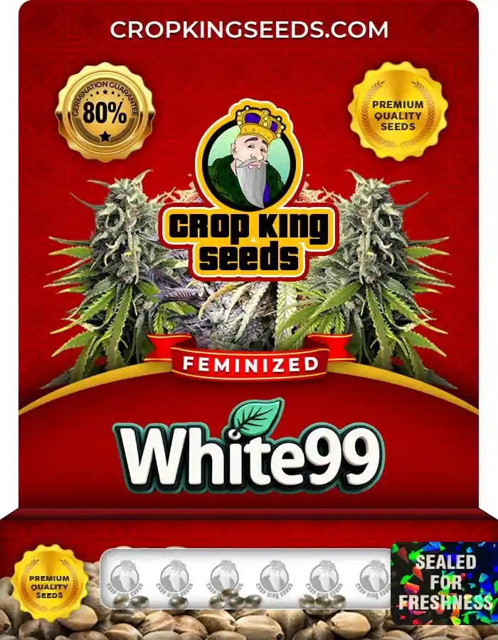 White 99 Strain Feminized Marijuana Seeds
