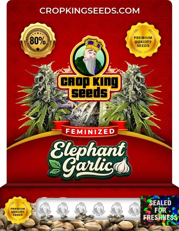 Elephant Garlic Strain Feminized Seeds