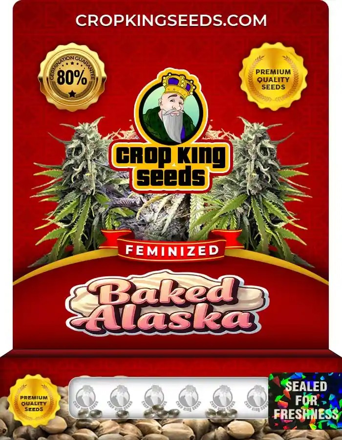 Baked Alaska Feminized Seeds