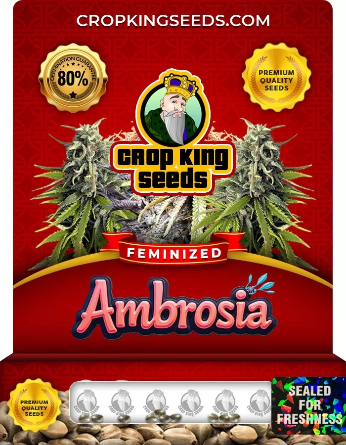 Ambrosia Feminized Marijuana Seeds