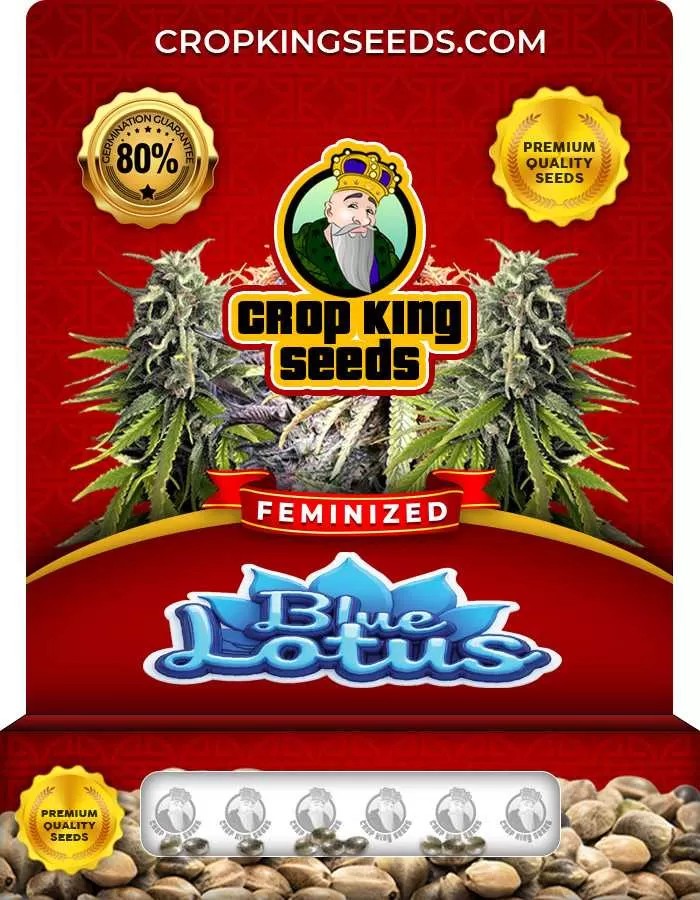 Blue Lotus Strain Feminized Marijuana Seeds