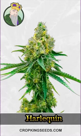 Autoflower CBD Harlequin Strain Marijuana Seeds