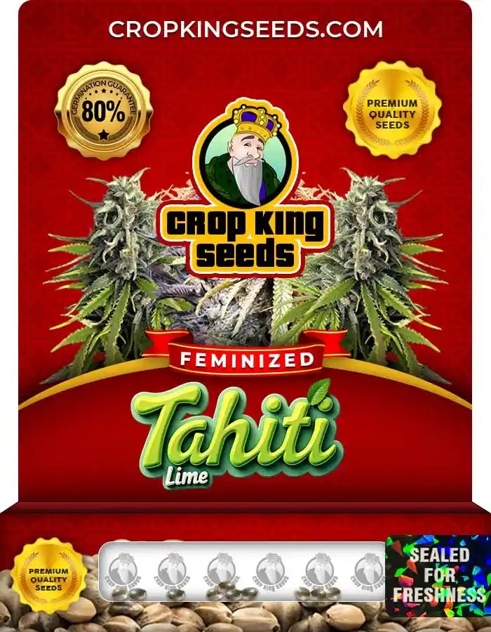 Tahiti Lime Strain Feminized Marijuana Seeds