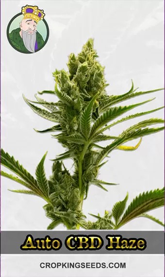 Autoflower CBD Haze Marijuana Seeds