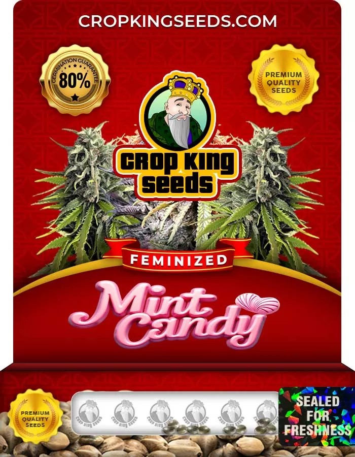 Mint Candy Strain Feminized Seeds