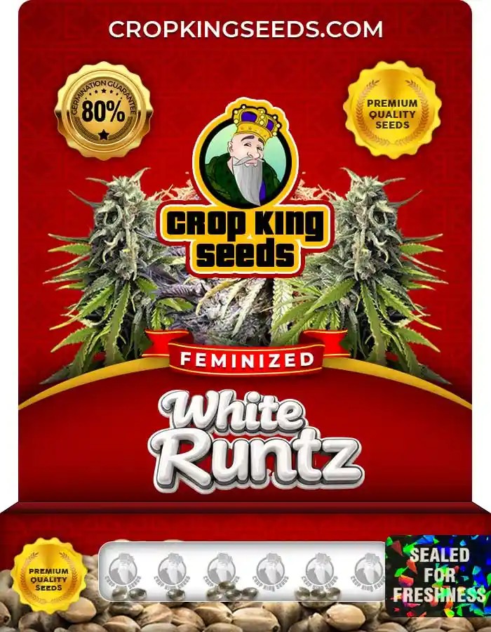 White Runtz Strain Feminized Seeds