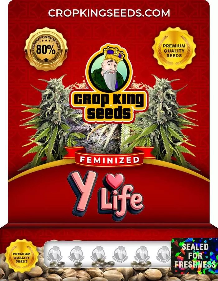 Y Life Strain Feminized Marijuana Seeds