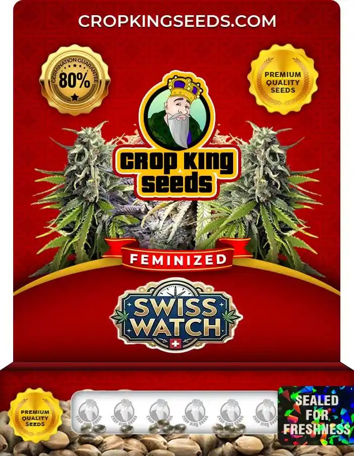 Swiss Watch Strain Feminized Marijuana Seeds