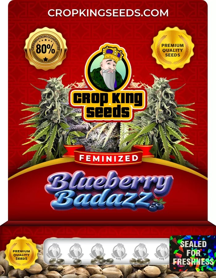 Blueberry Badazz OG Feminized Marijuana Seeds