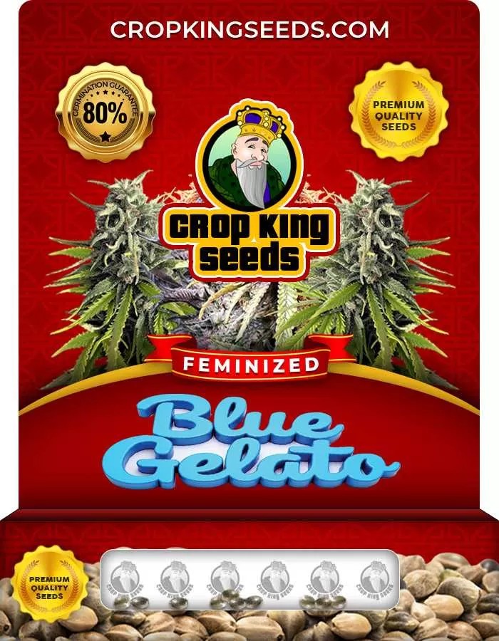Blue Gelato Strain Feminized Marijuana Seeds