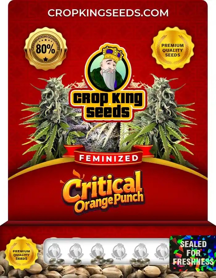 Critical Orange Punch Strain Feminized Seeds