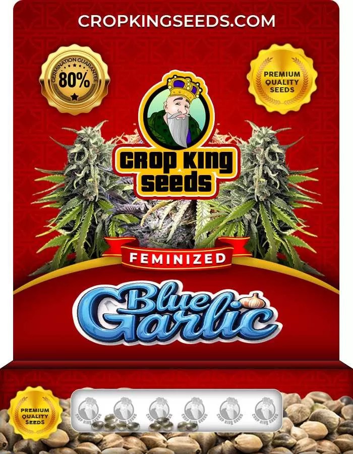 Blue Garlic Strain Feminized Marijuana Seeds