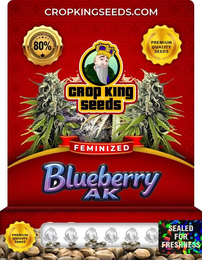 Blueberry AK Strain Feminized Marijuana Seeds