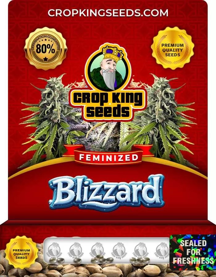 Blizzard Feminized Seeds
