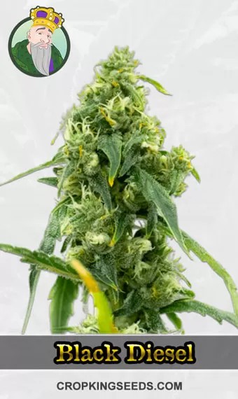 Autoflower CBD Black Diesel Strain Marijuana Seeds