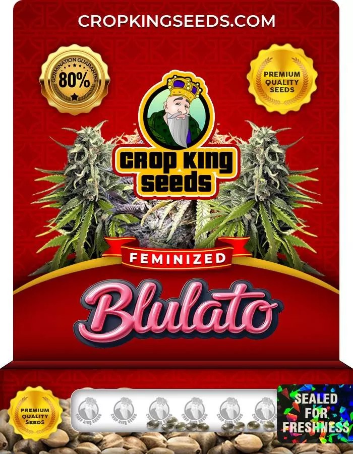 Blulato Strain Feminized Marijuana Seeds