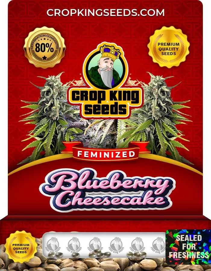 Blueberry Cheesecake Strain Feminized Marijuana Seeds