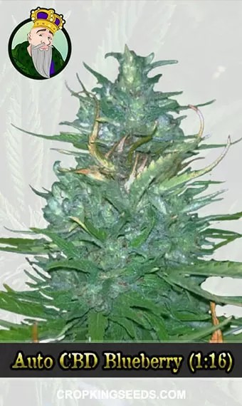 Autoflower CBD Blueberry Strain (1:16) Marijuana Seeds