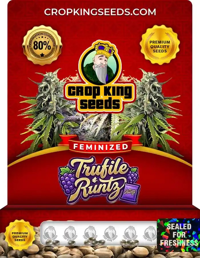 Trufile Runtz Strain Feminized Marijuana Seeds