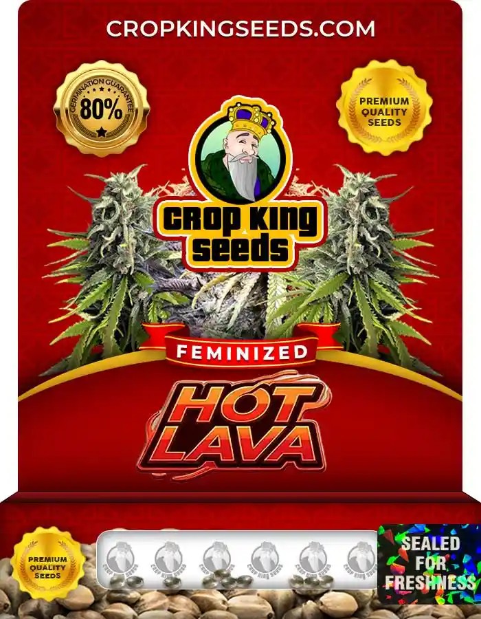 Hot Lava Feminized Seeds