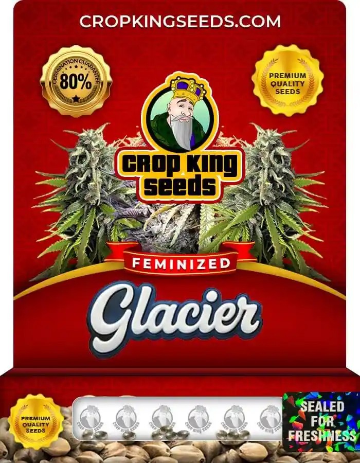 Glacier Indica Strain Feminized Seeds